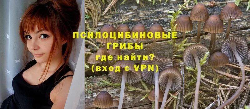 Псилоцибиновые грибы Cubensis  как найти закладки  Красавино 